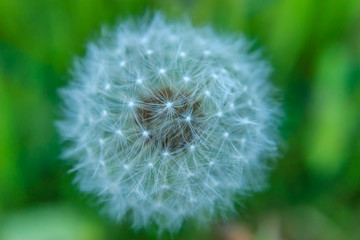 White fluffy dandelion on blurred green background