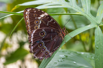 Himmelsfalter - Morpho peleides