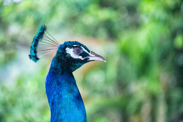 Chinese Peacock