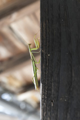 Praying mantis climbing up on black wooden wall