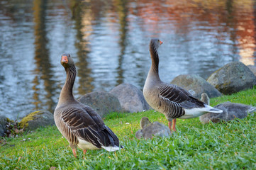 Two gooses at the shore.