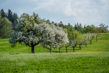 Fototapeta na wymiar Blühende Obstbäume im Frühjahr
