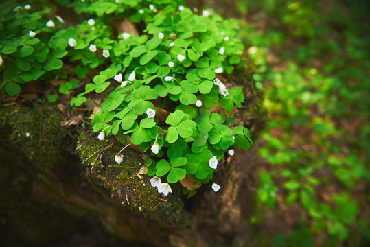 Kwitnący szczawik zajęczy