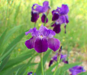 Iris en una pradera verde. Flores en primavera