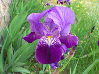 Iris azul violeta en un jardín. Flores de primavera