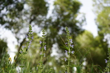 flores del bosque