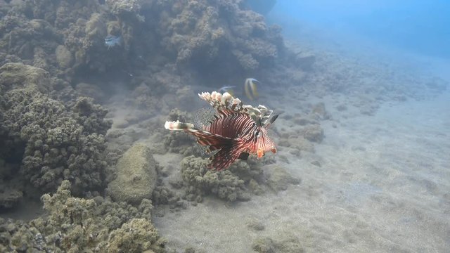 Devil firefish (Pterois miles) in the lagoon, Red sea. 4K ultra hd video footage