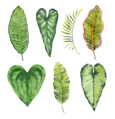 Watercolor hand painted leaves of tropical plants on white background