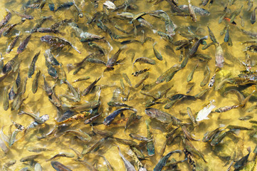 background of fish in lake in water, natural texture