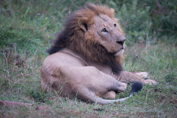male lion resting in the grass