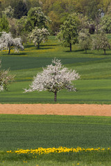 Apfelblüte und Löwenzahnwiesen in Baden-Württemberg