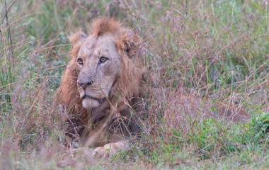 male lion resting in the grass