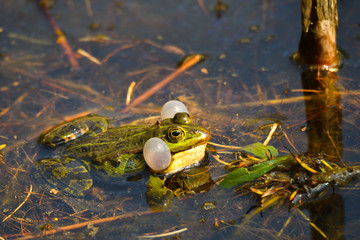 Wasserfrosch bei der Balz 
