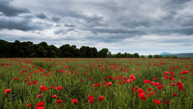 Red Poppies In Field. Poppy flower nature spring season. Natural flower background. Poppy field.  Summer flowers