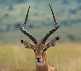 Impala in Nairobi National Park