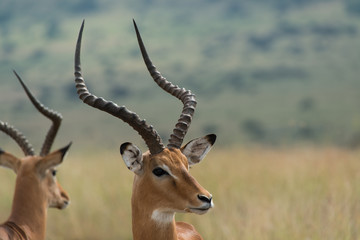 Impala in Nairobi National Park