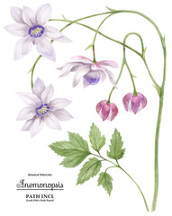 Watercolor illustration Anemonopsis