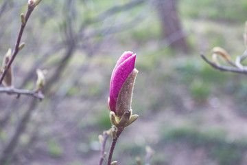 Beautiful spring bloom for magnolia trees pink flowers