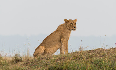 Lioness watching a watering hole