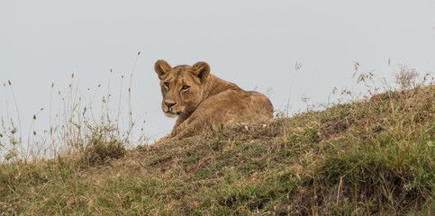 Lioness watching a watering hole