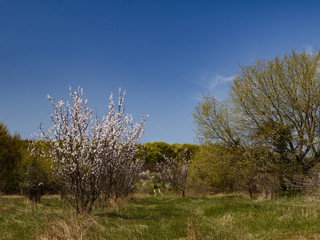 Beautiful trees spring forest sunny day blue sky