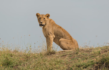 Lioness watching a watering hole