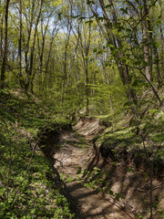 Beautiful trees spring forest sunny day blue sky