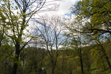 Beautiful trees spring forest sunny day blue sky