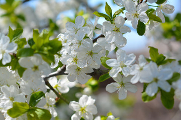 Sweet white flowers blooming cherry-tree, cherries in the spring garden. Blossoming fruit tree.