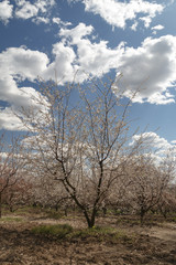 Garden at the Botanic Gardens on a sunny day