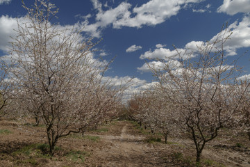 Garden at the Botanic Gardens on a sunny day