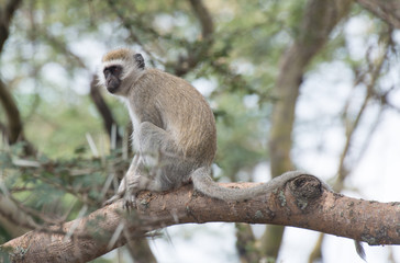 Spider Monkey in the trees, Nairobi National Park