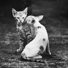 Two cats in a very complicated relationship. Two domestic cats having fun together outdoors.