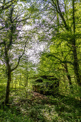 Verfallene Hütte im Wald