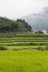 Fototapeta premium Rice Fields in Summer