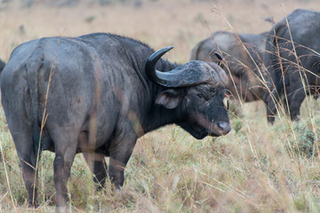 Fototapeta premium Cape buffalo in Nairobi National Park