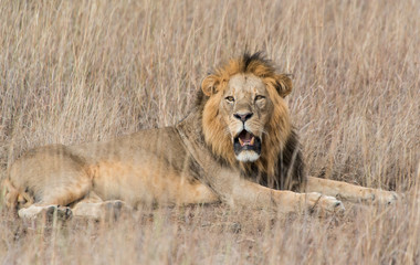 male lion resting in the grass