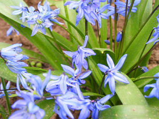 Close up of blue spring flowers scilla in the park