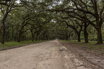 Fototapeta premium Side View of Dirt Road with Live Oak Trees