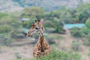 Giraffe in Nairobi National Park