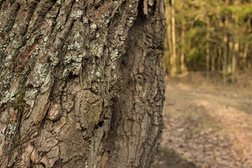 The bark of the tree on blurred background
