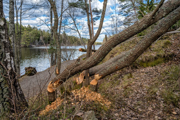 Trees cut down by Beavers in Tyresta Nature Reserve, Sweden