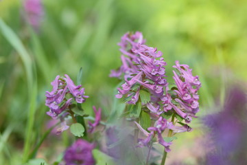 Violet flowers in early spring, wildflowers with blurred background, blank for designer, postcard on holiday, ultraviolet, natural background