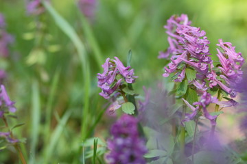 Violet flowers in early spring, wildflowers with blurred background, blank for designer, postcard on holiday, ultraviolet, natural background