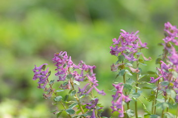 Violet flowers in early spring, wildflowers with blurred background, blank for designer, postcard on holiday, ultraviolet, natural background