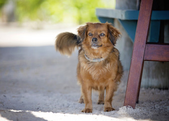 Little Brown Dog