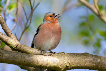 Buchfink (Fringilla coelebs) sitzt im Frühling in einem Baum im Naturschutzgebiet Mönchbruch bei Frankfurt, Deutschland und singt.