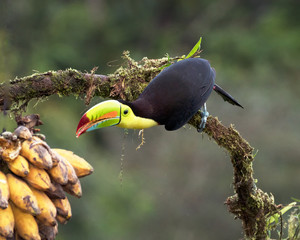 Keel-billed Toucan reaching for a bunch of banannas © Ron