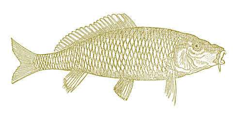 Common carp cyprinus carpio, after antique woodcut illustration from 16th century
