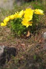 Yellow flowers in early spring, wildflowers with blurred background, blank for designer, greeting card on holiday, yellow, natural background